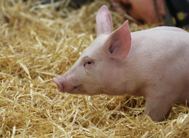 China Reports First Successful Pig Lung Transplant into Human Body: Nature