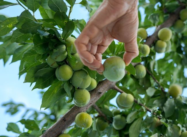 E-Commerce Boom Helps Wushan Plums Hit Record Sales