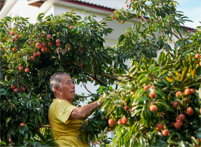 Chongqing's Lychee Road Through Time: From Royal Delivery to Rural Revival