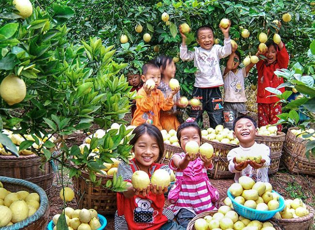 Lemon Town: How Tongnan Turned A Sour Fruit into a Global Brand