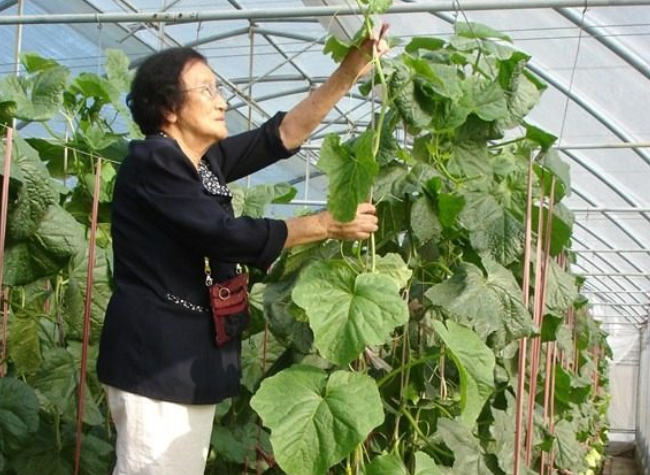 Three Generations Fulfill a Dream: Xinjiang Hami Melons Grow in Chongqing for the First Time