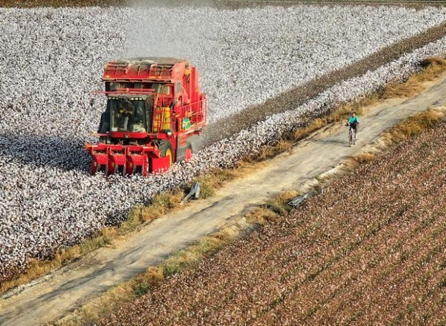 Xinjiang's Cotton Irrigation Technologies Contribute to Central Asia's Sustainable Development