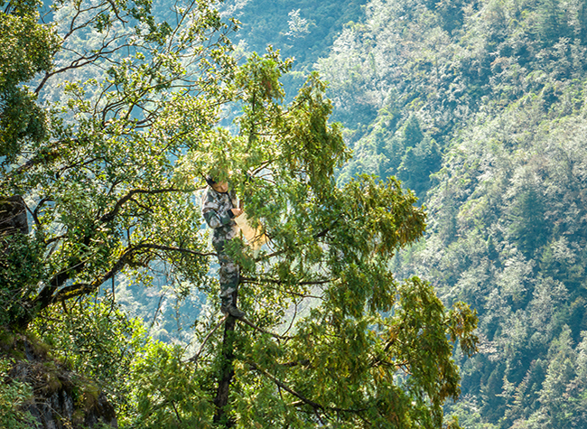 Reviving the 'Plant Giant Panda': Thuja sutchuenensis Makes a Remarkable Comeback in Chongqing