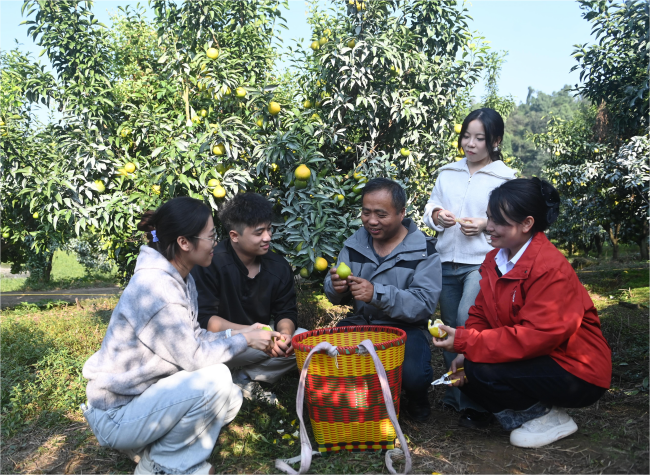 Chongqing Citrus Researchers Go Viral as Graduate Team Sells Out New Hybrid in a Week