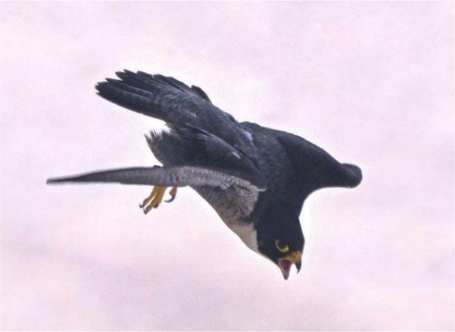 From Winter Visitors to City Residents: Peregrine Falcons Find Home in Bird-Friendly Chongqing