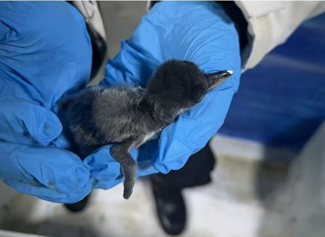 Chongqing Joy Sea World Welcomes First-Ever Twin Gentoo Penguin Chicks