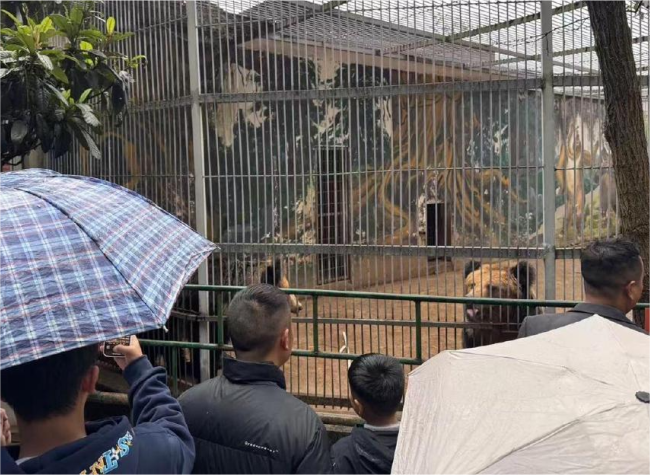 From 'Humble Zoo' to Viral Sensation: A Retired Teacher's Devotion Warms Hearts in Guizhou