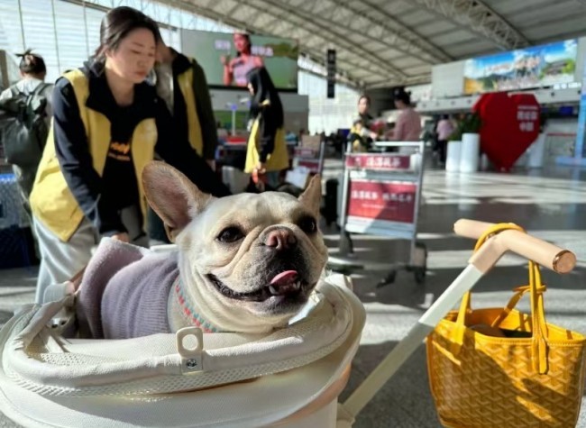 Pet-Friendly Travel Grows in China with Expanded High-Speed Rail Services