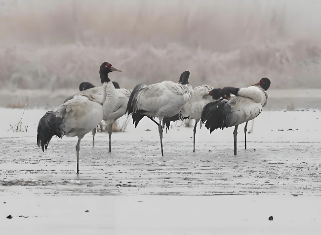 Guizhou Caohai Lake Sees Surge in Bird Populations After Ecological Restoration