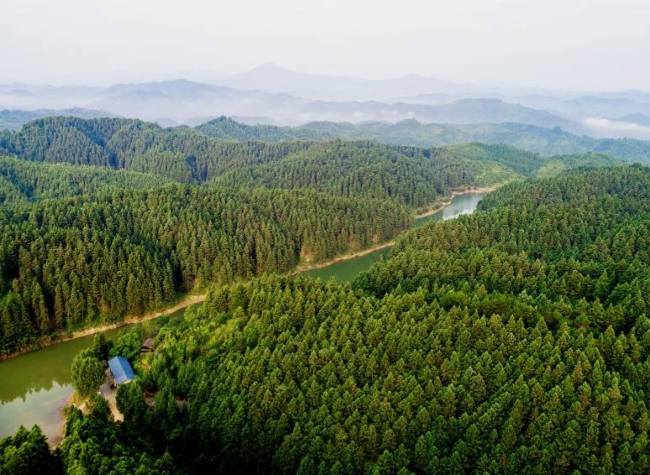 China's Reforestation Leads to Habitat Expansion for 73.6 Pct of Forest Bird Species: Study