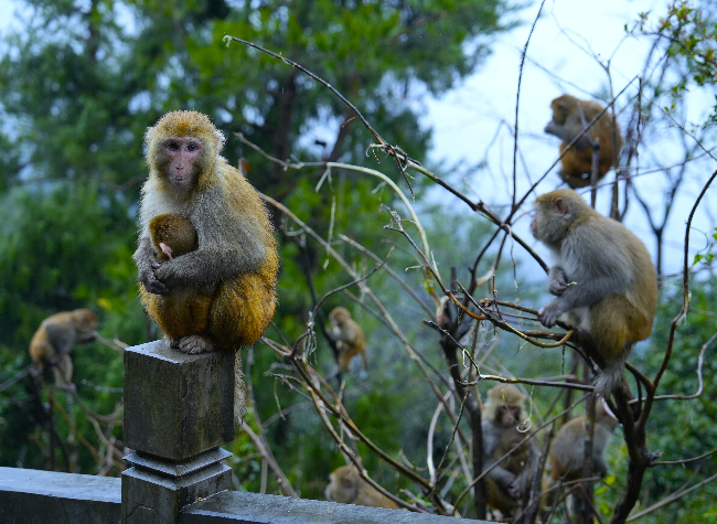 Yearender-China Focus: China Builds Integrated, Intelligent Monitoring Network to Safeguard Biodiversity