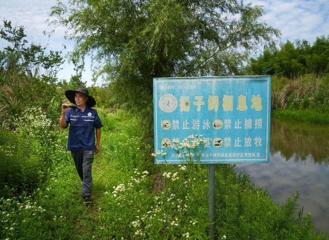 Community Patrols and Habitat Restoration Drive Recovery of the Yangtze Alligator in Eastern China