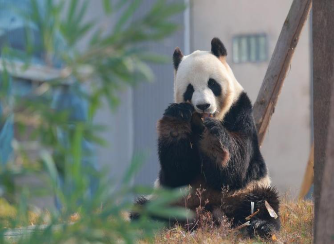 China's Latest Giant Panda Base Opens to Public, Blending Tech with Conservation