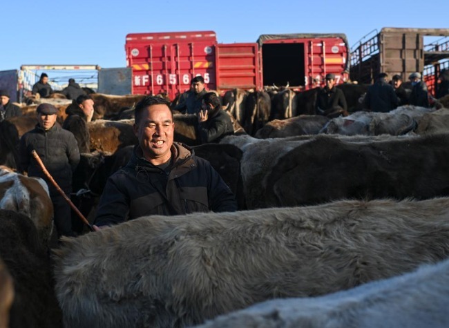 Livestock Brokers in China's Xinjiang Seize Their Moment