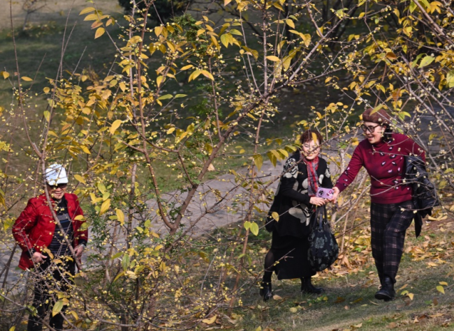 Rare Winter Bloom: Early Red Plum Meets Fragrant Wintersweet in Chongqing