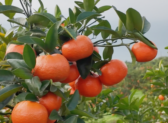 Drones Transform Citrus Farming in Chongqing's Wushan After 10-Year Yangtze Fishing Ban