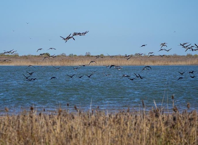 China's River Delta Balances Bird Conservation, Green Economy