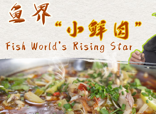 Chongqing Through Ma Bin's Eyes: Fish World's Rising Star