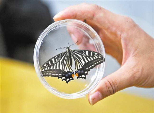 Chongqing Researchers Hatch Butterfly in Space in Major Space Life Sciences Breakthrough