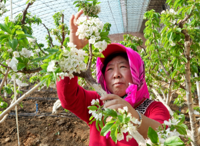 China's Rural Online Retail Sales Reach 3 Trillion Yuan in 2025