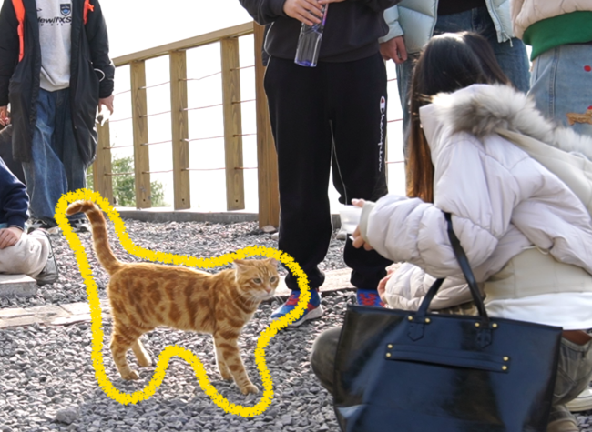 'Working' Strays Win Hearts: Chongqing's Cat Theme Park Goes Viral