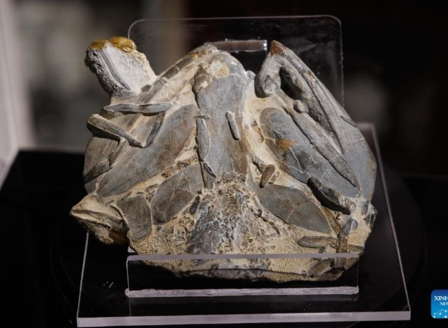 Ancient Chinese Fish Fossils Fill Critical Gap in