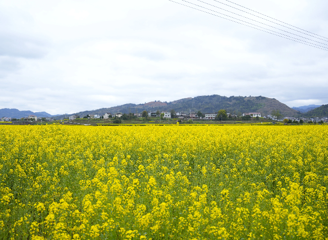 Chongqing's "Blossom Economy" Drives Surge in Spring Consumption