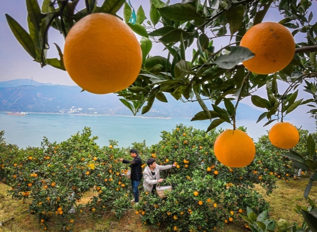 Green Finance Powers Chongqing Village's $14 Million Shift from Industry to Citrus