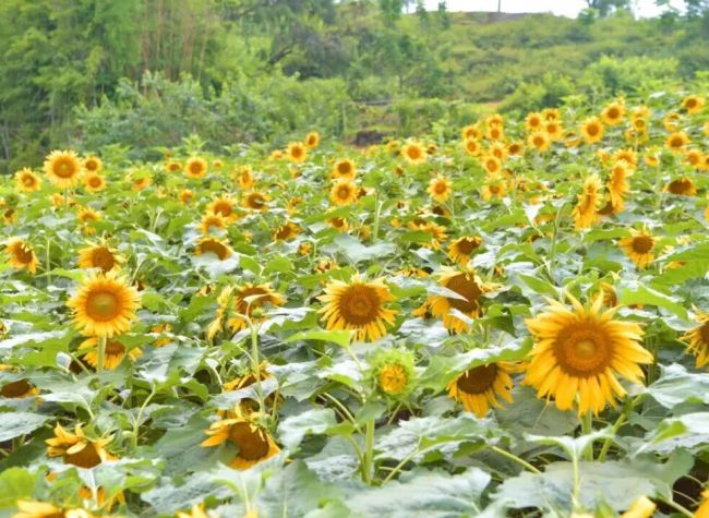 Chongqing unveils 2026 Chongqing Four-Season Flower Viewing Guide