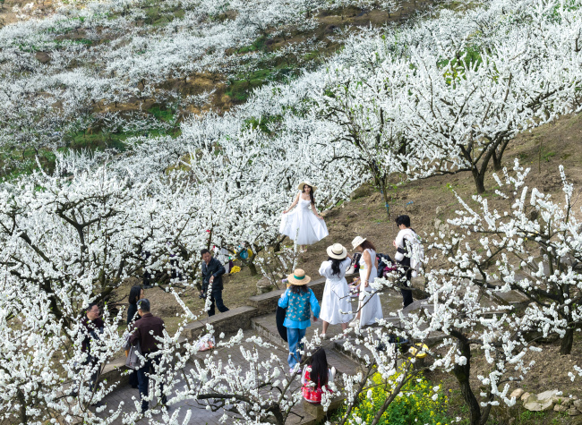 Spring blossoms fuel Chongqing's growing