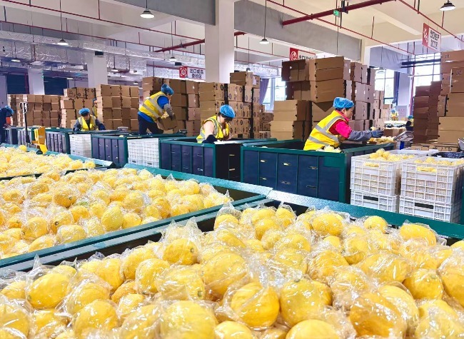 How Are Tongnan Lemons Powering Their Global Journey in the March–May Peak Season? | Invisible Economics