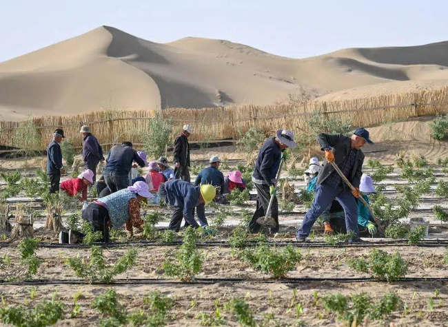 China Makes Major Strides in Fight Against Desertification, Shares Lessons with World