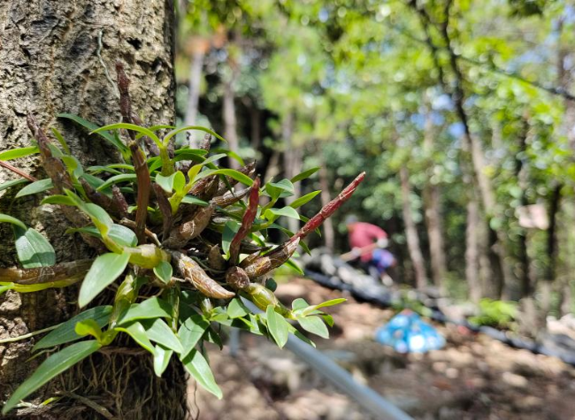 In Chinese Mountain County, Wellness Tours Make Bitter TCM Sweet