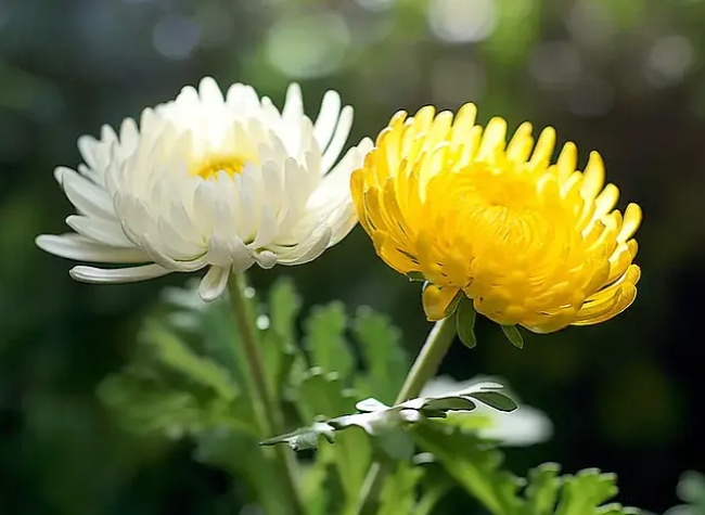 Tens of Thousands in Chongqing Choose Green, Low-Carbon Tributes for Qingming