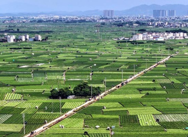 China's Guangxi Emerges as Global Hub for Tea Industry Amid Tech Upgrade