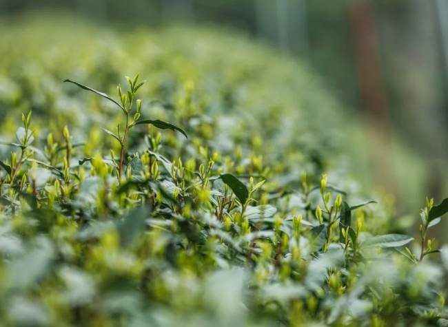 Economic Watch: Chinese Agricultural Exports Add Flavor to Global Dining Tables