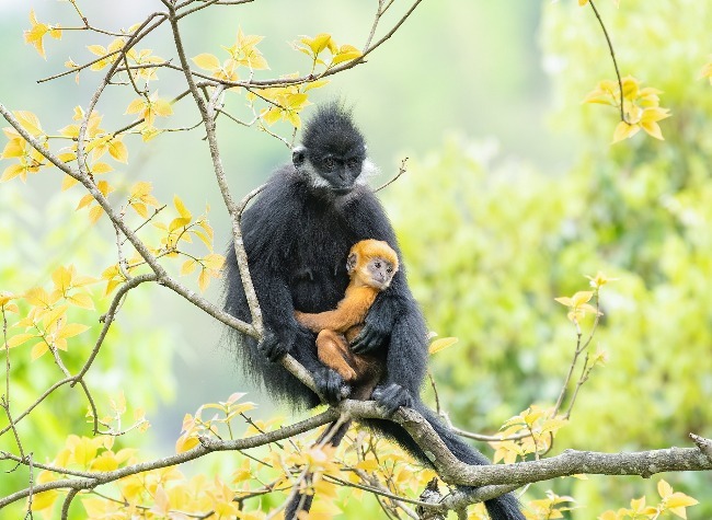 Chongqing Releases First Forestry Biodiversity Report, Targets 95% Protection Rate by 2030