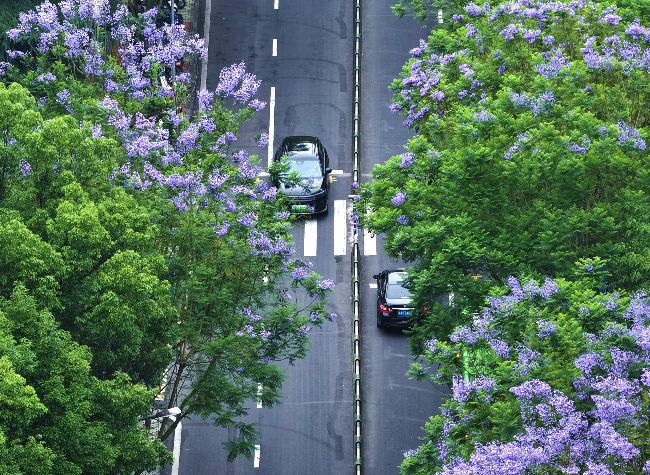 Economic Watch: Feeling Green Pulse in China's Urban Park Spending Wave