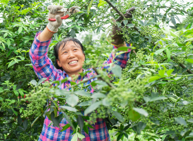 How Chongqing's Agricultural Brands Are Turning Local Specialties Into Market Success