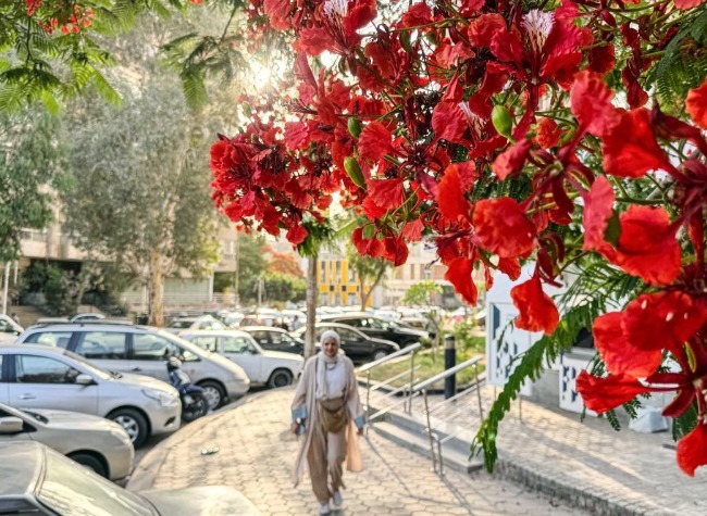 Soft Diplomacy: How Culture Is Becoming the Soft Infrastructure of Egypt-China Relations