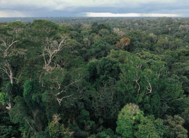 Economic Watch: China's Growing Appetite for Climate-Conscious Food Helps Protect Brazil's Rainforest