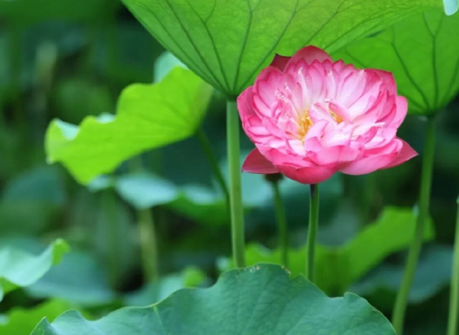 Lotus Season Transforms Chongqing Parks Into Summer Showpieces