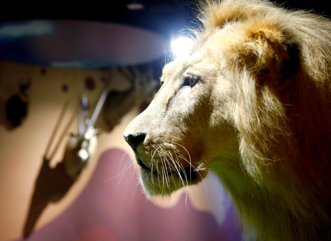 African Savanna Comes to Life at Chongqing Natural History Museum