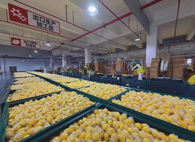 Chongqing's Farm Exports Surge 58.1% as Producers Move Up the Value Chain
