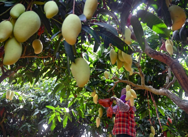 Economic Watch: Mango Industry in Former South China Revolutionary Base Reshaped by E-Commerce, Mechanization