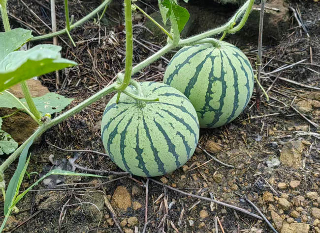 BYD Gives Chongqing Watermelons a Ride to 2 Million Car Owners