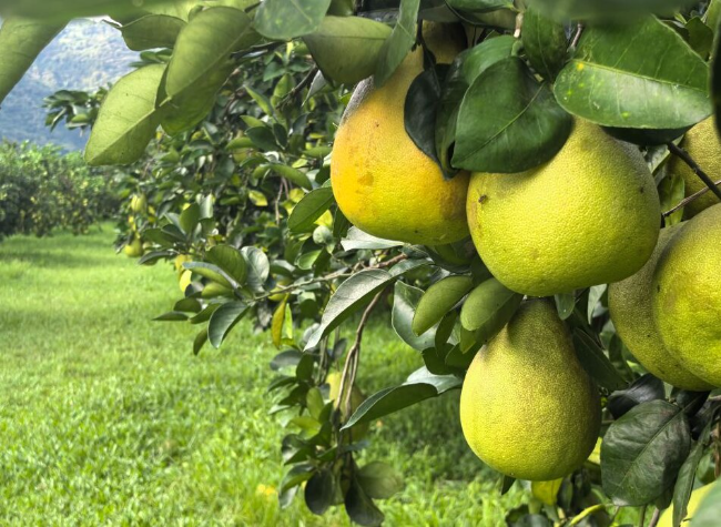 Reliable Mainland Market for Taiwan Fruits Challenges DPP's Push for Cross-Strait Economic Decoupling
