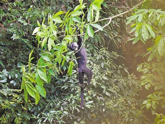 How Chongqing is Building a Network to Protect Biodiversity