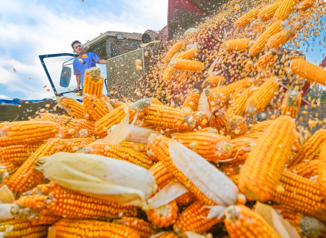 Autumn Grain Harvest in Full Swing across China